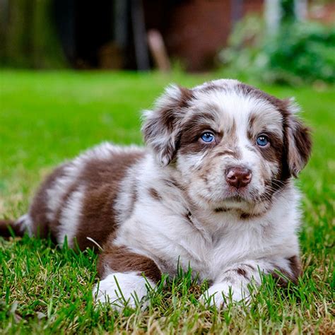 Please text if you are interested. . Australian shepherd puppies for sale in california